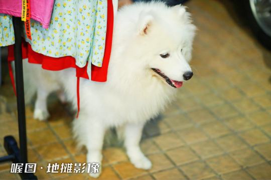 照片直播将全面呈现每个地摊的生动画面