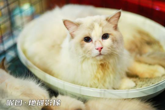 照片直播平台将在整个活动期间持续进行