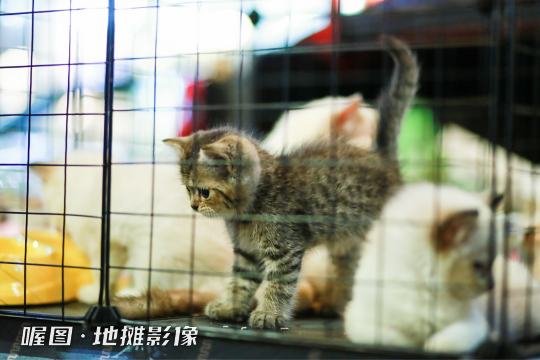 活动将以照片直播为主，让更多人能够观看