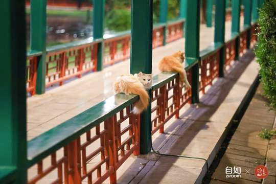 CityWalk将推动照片直播技术在全球范围内的广泛应用和发展